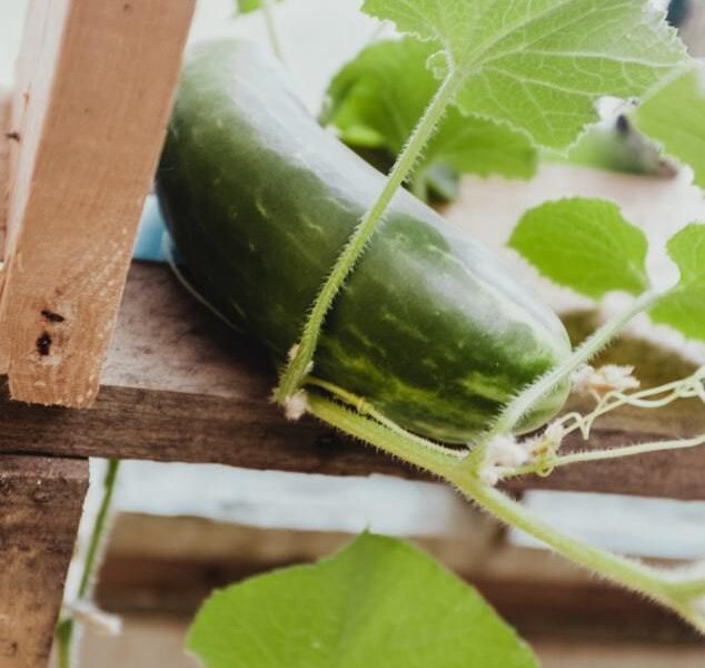 5 проверенных народных рецептов для пышного урожая огурцов