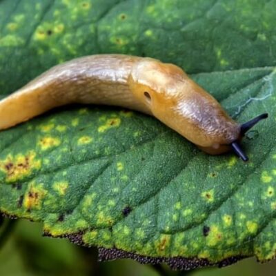 Как избавиться от слизней на огороде: проверенные способы для вашего урожая