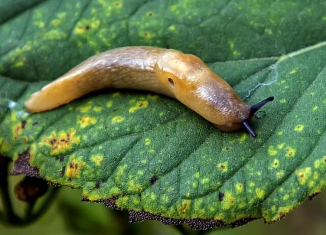 Как избавиться от слизней на огороде: проверенные способы для вашего урожая