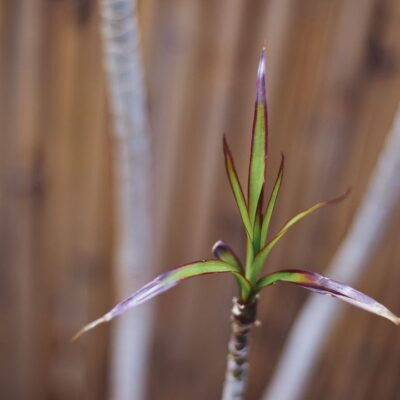 Уход за драценой: как избежать ошибок и спасти растение