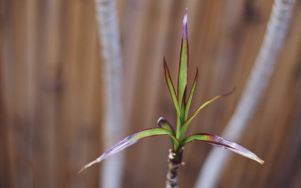 Уход за драценой: как избежать ошибок и спасти растение