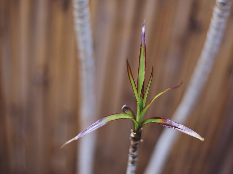 Уход за драценой: как избежать ошибок и спасти растение