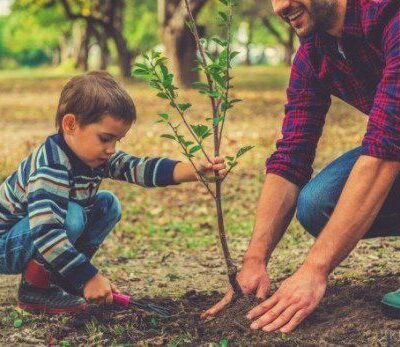 Осенний сад: что посадить и как ухаживать для богатого урожая