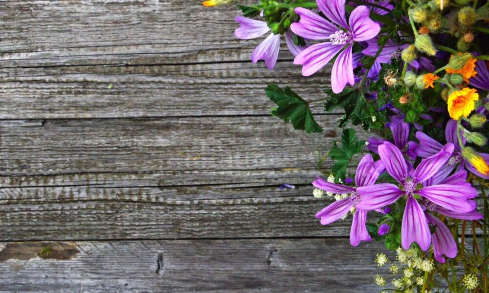 Цветы-самосевы: секреты уюта и легкого ухода для вашего дома