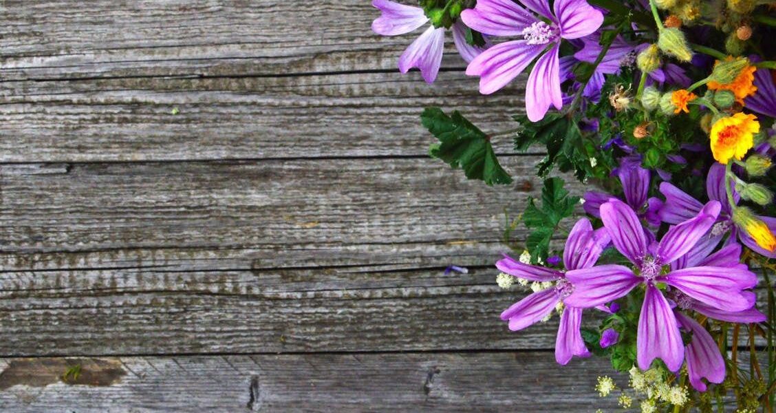 Цветы-самосевы: секреты уюта и легкого ухода для вашего дома