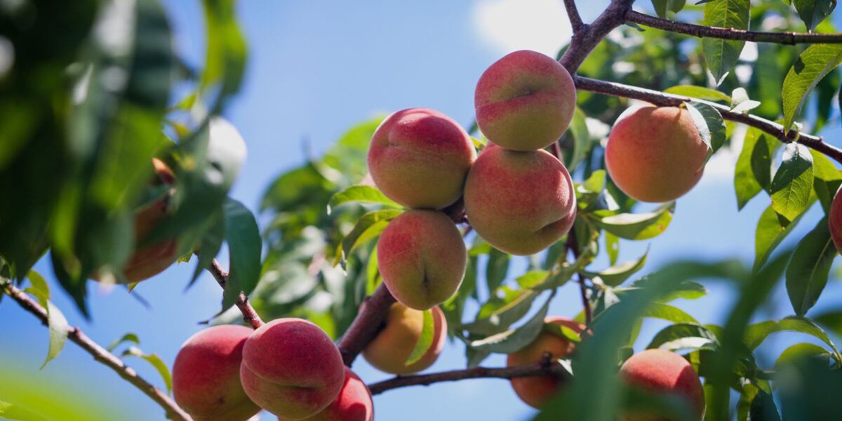 Секреты богатого урожая персиков: 8 советов для вашего сада