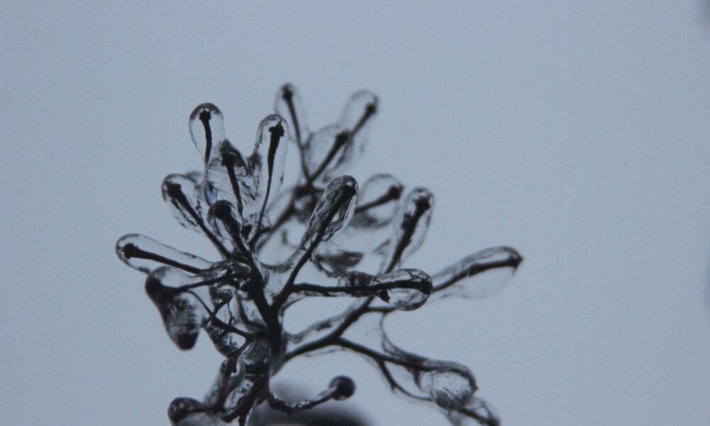 Как помочь деревьям после непогоды: советы для заботливых садоводов