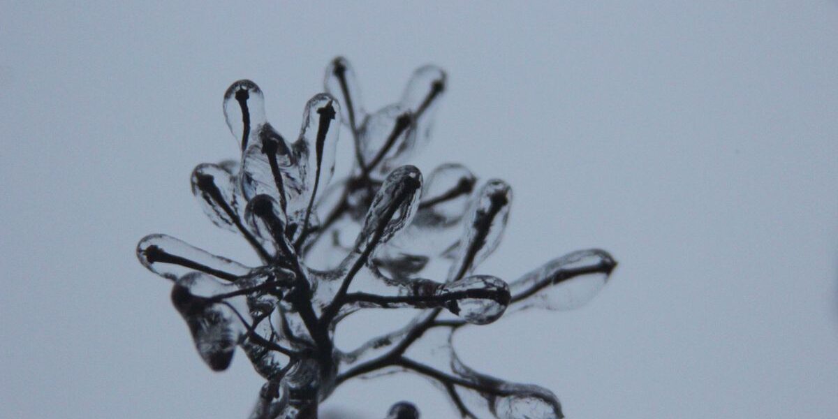 Как помочь деревьям после непогоды: советы для заботливых садоводов