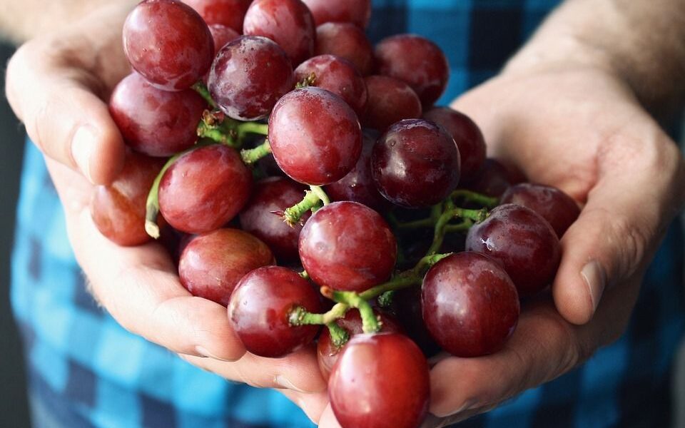 Неурожай винограда: почему ягоды не растут и как это исправить