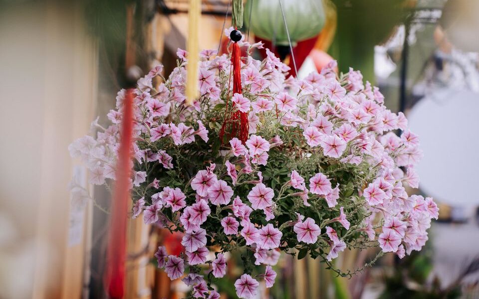 Петуния-шар: секреты пышного цветения для вашего сада