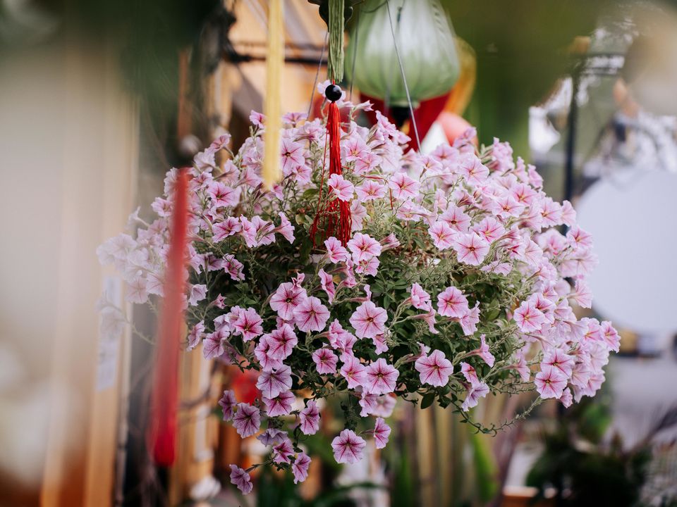 Петуния-шар: секреты пышного цветения для вашего сада