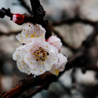 Почему ваш сад молчит весной: 6 причин отсутствия цветения плодовых деревьев