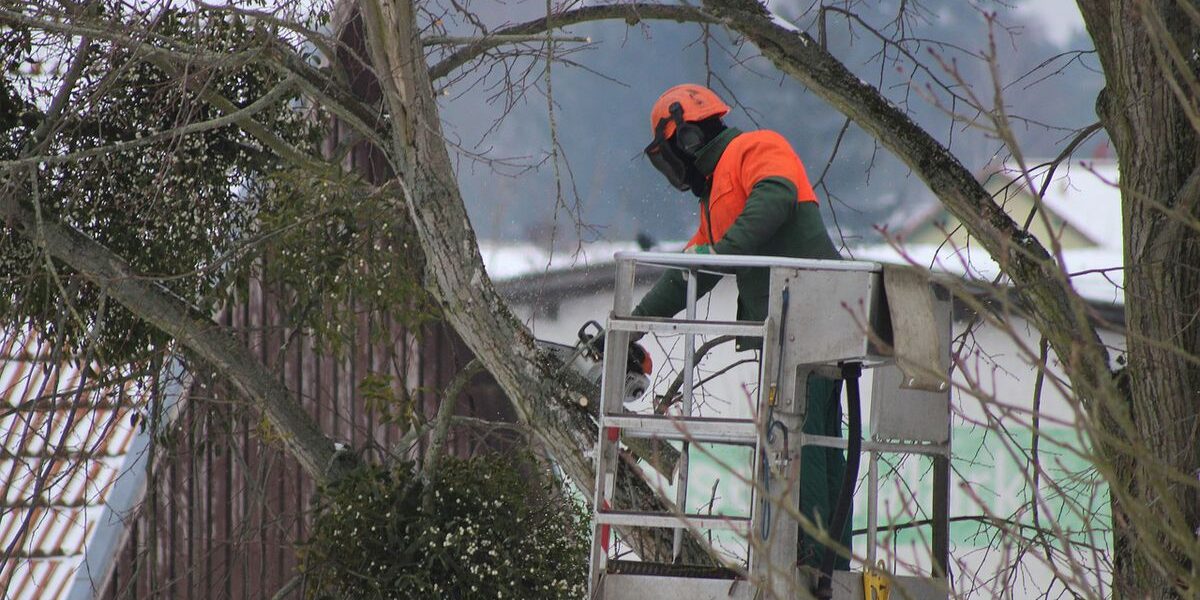 Зимняя обрезка деревьев: секреты ухода за садом для женщин
