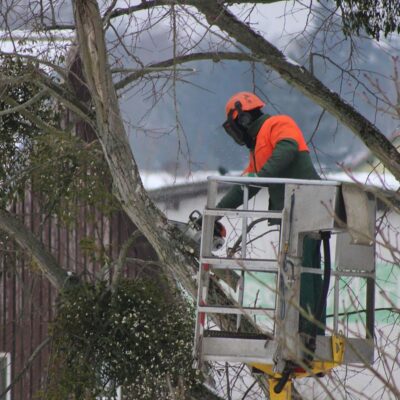 Зимняя обрезка деревьев: секреты ухода за садом для женщин