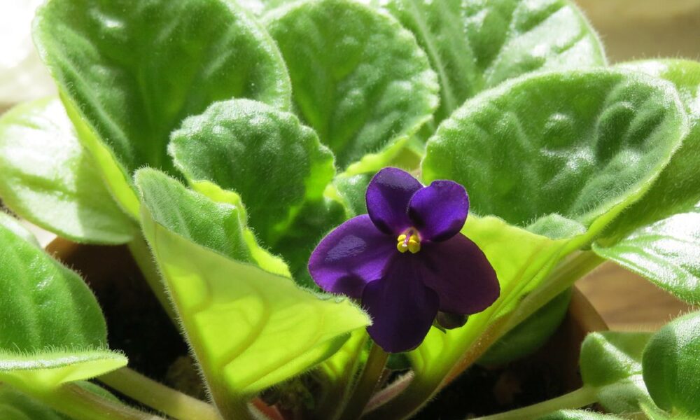 Уютный дом своими руками: секреты идеальной хозяйки