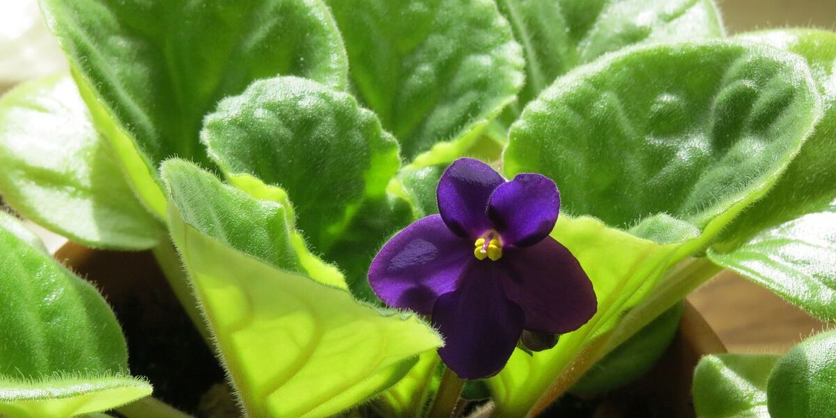 Уютный дом своими руками: секреты идеальной хозяйки