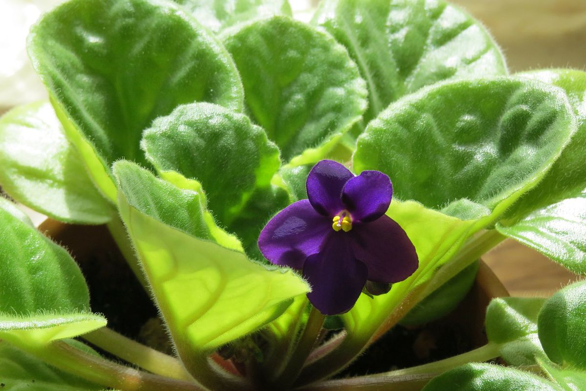 Уютный дом своими руками: секреты идеальной хозяйки