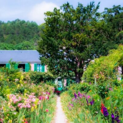 Деревья для дома: три варианта, создающие уют и отпугивающие вредителей