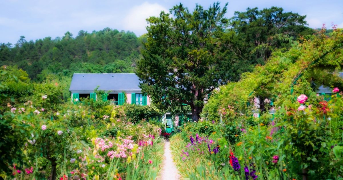 Деревья для дома: три варианта, создающие уют и отпугивающие вредителей