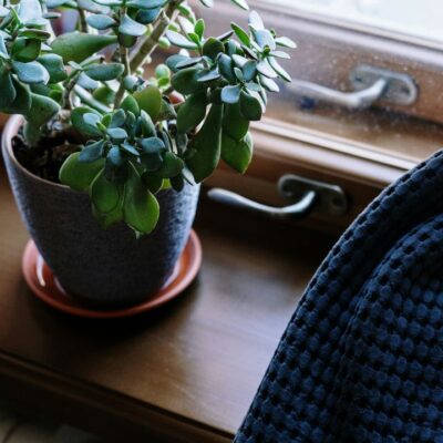 6 ошибок в уходе за денежным деревом: что нельзя делать дома