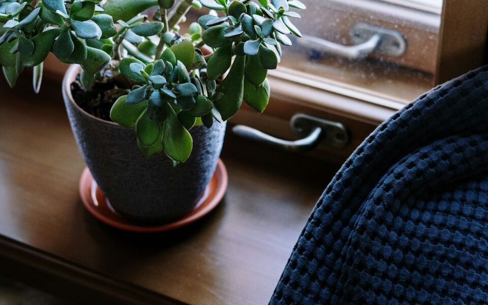 6 ошибок в уходе за денежным деревом: что нельзя делать дома