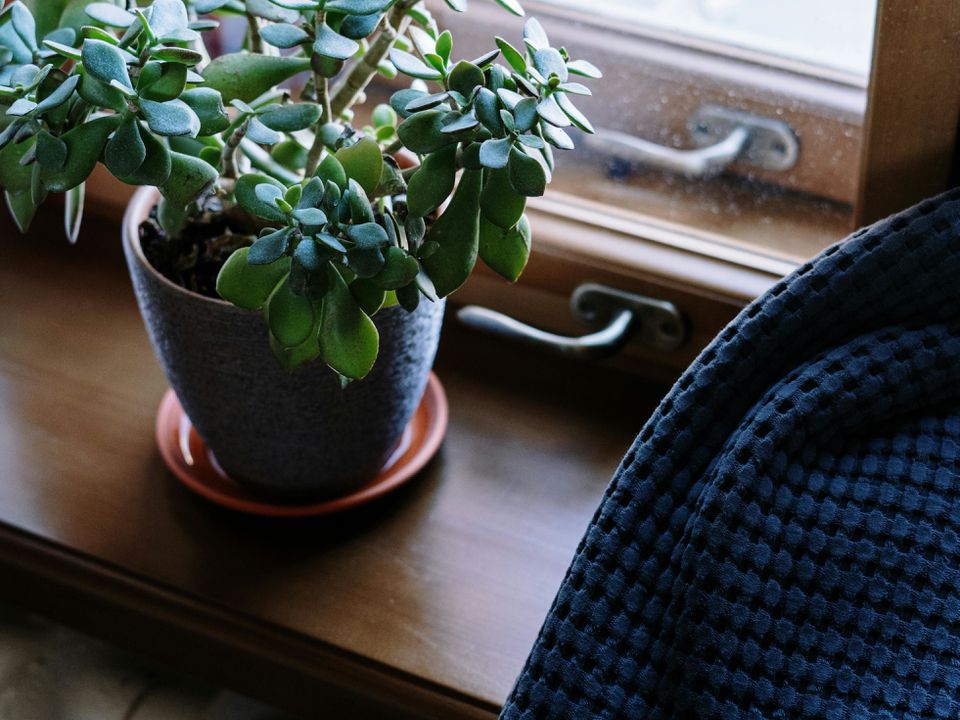 6 ошибок в уходе за денежным деревом: что нельзя делать дома