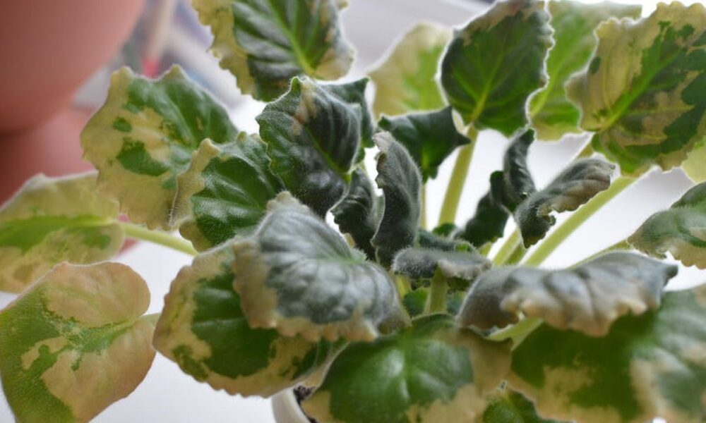 Ваш сад мечты: секреты для каждой женщины