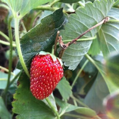 Осенний уход за клубникой: подготовка к зиме и следующему урожаю