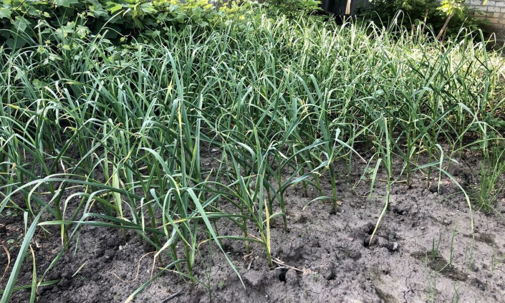 Полив чеснока в июне: когда и как часто нужно заботиться о урожае