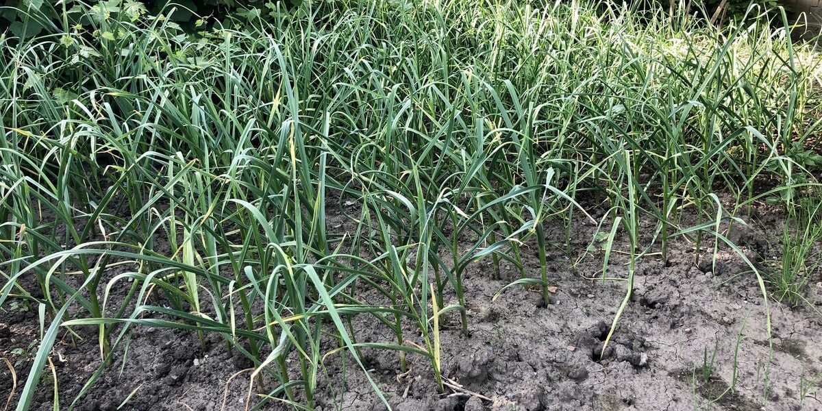 Полив чеснока в июне: когда и как часто нужно заботиться о урожае