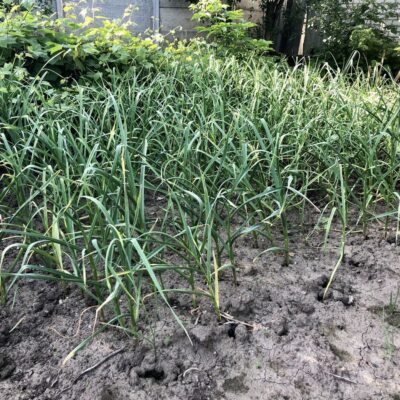 Полив чеснока в июне: когда и как часто нужно заботиться о урожае