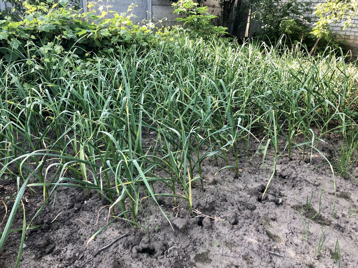 Полив чеснока в июне: когда и как часто нужно заботиться о урожае