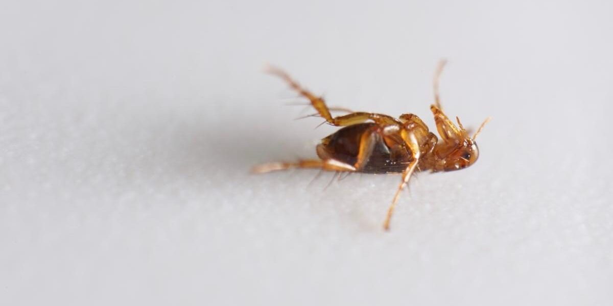 Как избавиться от блох в доме: проверенные способы для чистоты и уюта