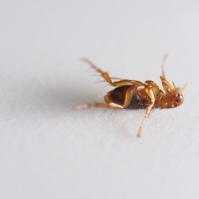 Как избавиться от блох в доме: проверенные способы для чистоты и уюта