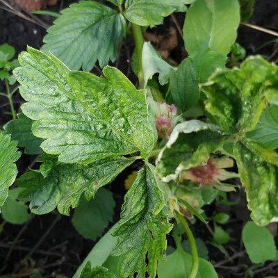 Ваш зеленый рай: секреты успешного сада и огорода для современных женщин