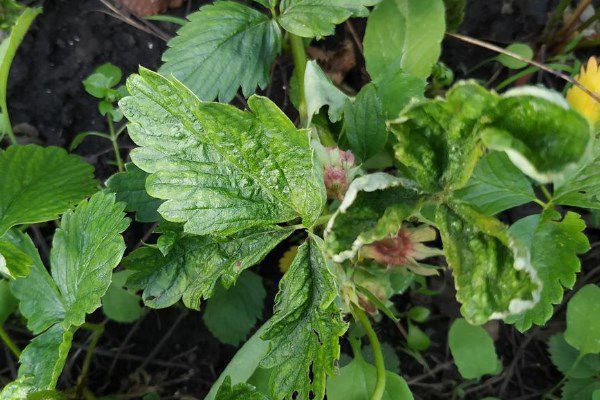 Ваш зеленый рай: секреты успешного сада и огорода для современных женщин