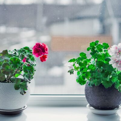 Зимний уход за геранью: 2 натуральных удобрения для пышного цветения