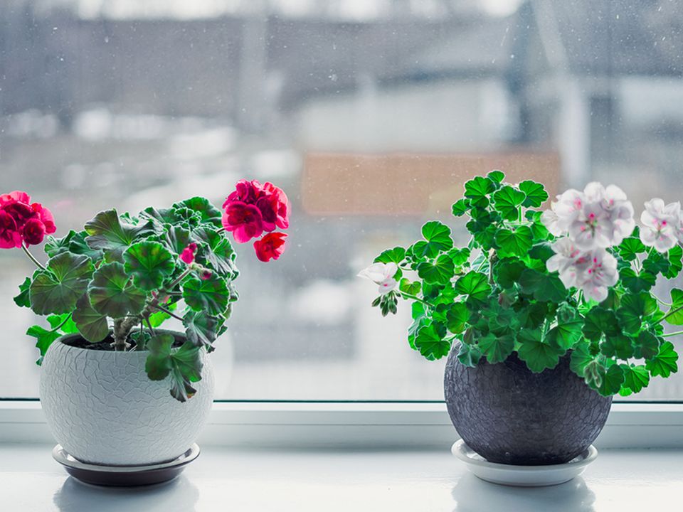 Зимний уход за геранью: 2 натуральных удобрения для пышного цветения