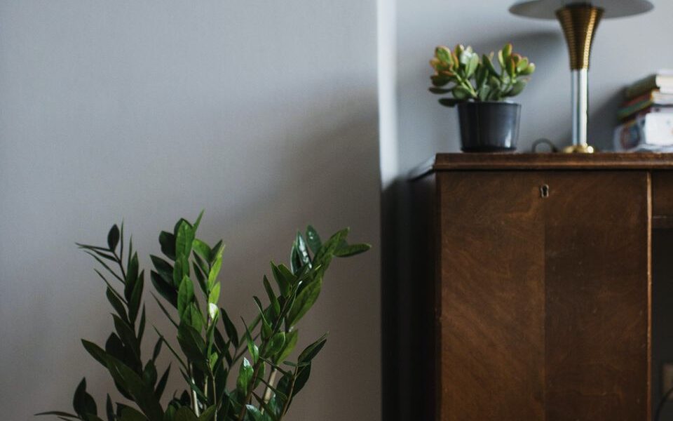 Заботимся о замиокулькасе: подготовка к зиме для уютного дома