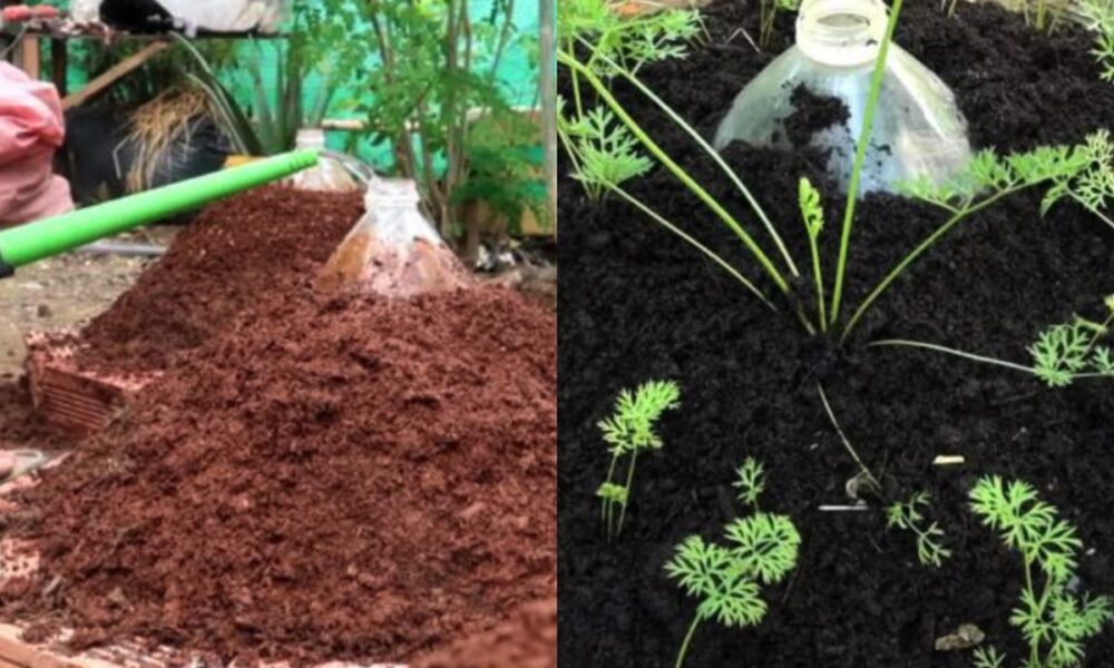 Секреты богатого урожая моркови на маленькой грядке: умные методы для дачниц