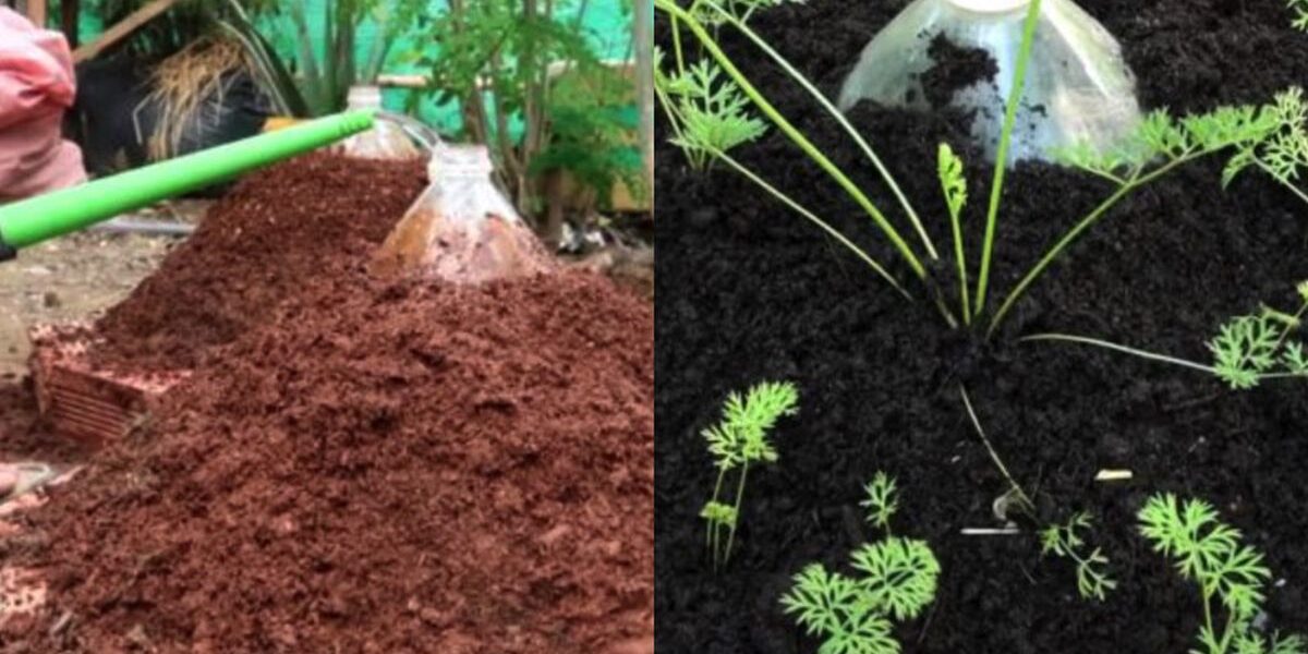 Секреты богатого урожая моркови на маленькой грядке: умные методы для дачниц