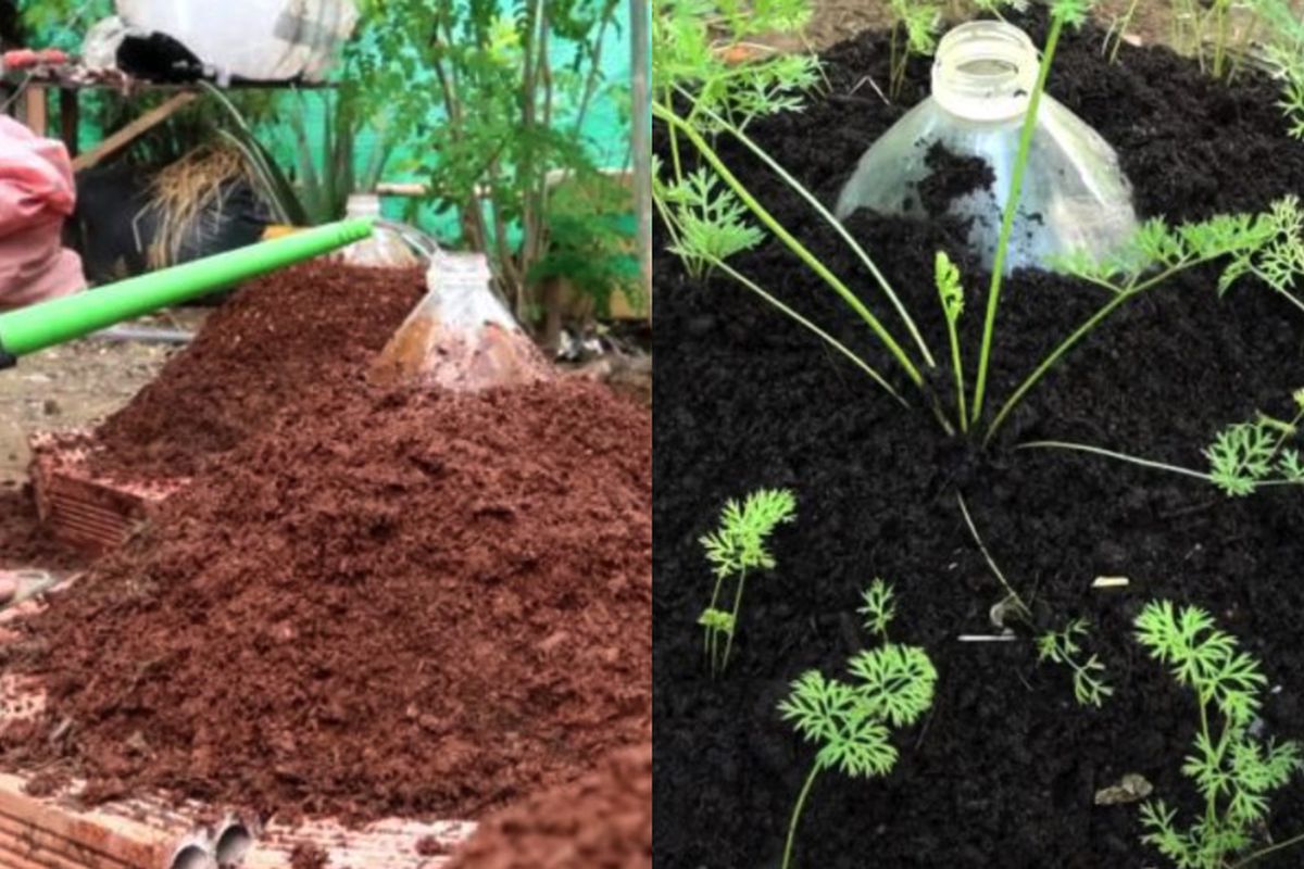 Секреты богатого урожая моркови на маленькой грядке: умные методы для дачниц