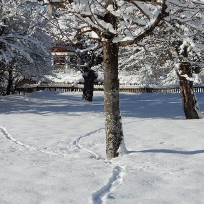 Защита молодых деревьев от грызунов зимой: секреты опытных садоводов