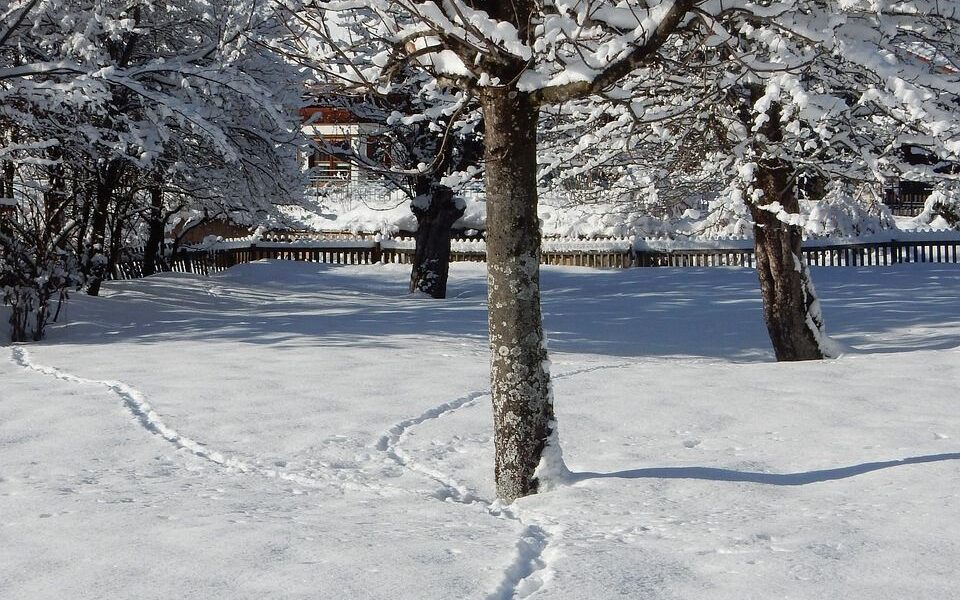 Защита молодых деревьев от грызунов зимой: секреты опытных садоводов