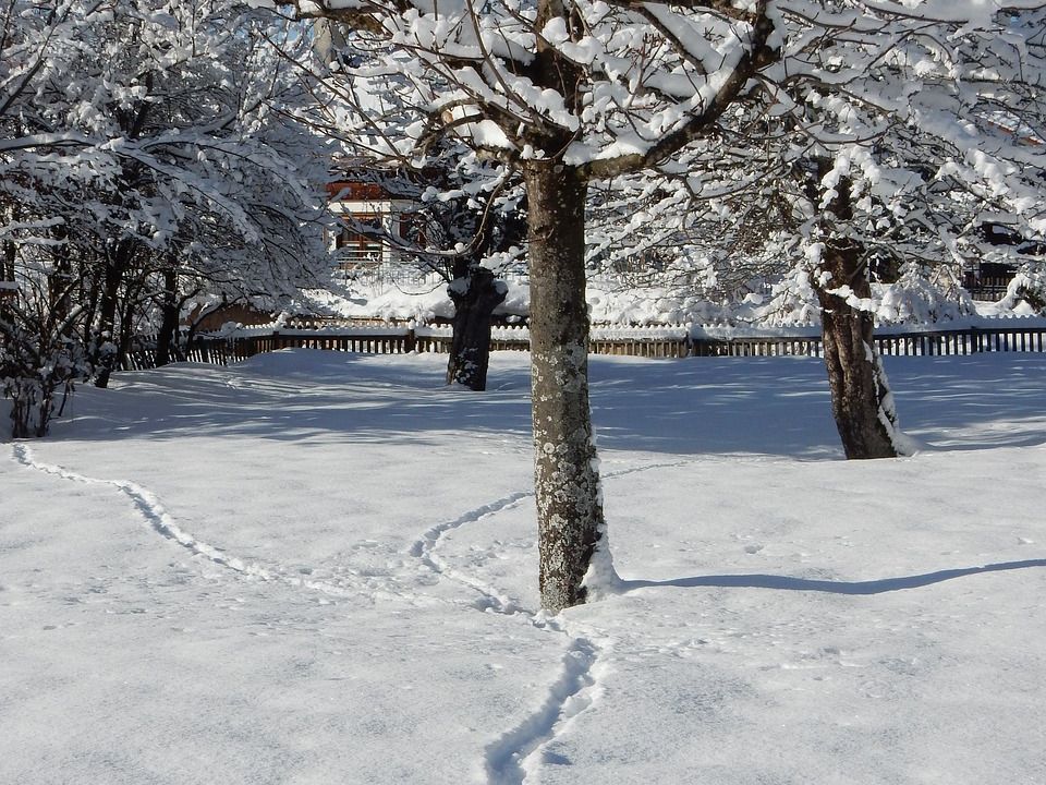 Защита молодых деревьев от грызунов зимой: секреты опытных садоводов