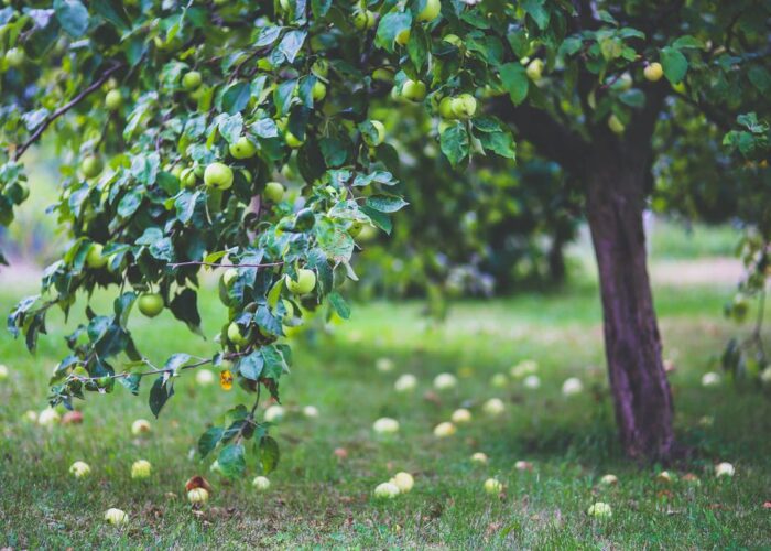 Подготовка сада к зиме: заботимся о фруктовых деревьях правильно