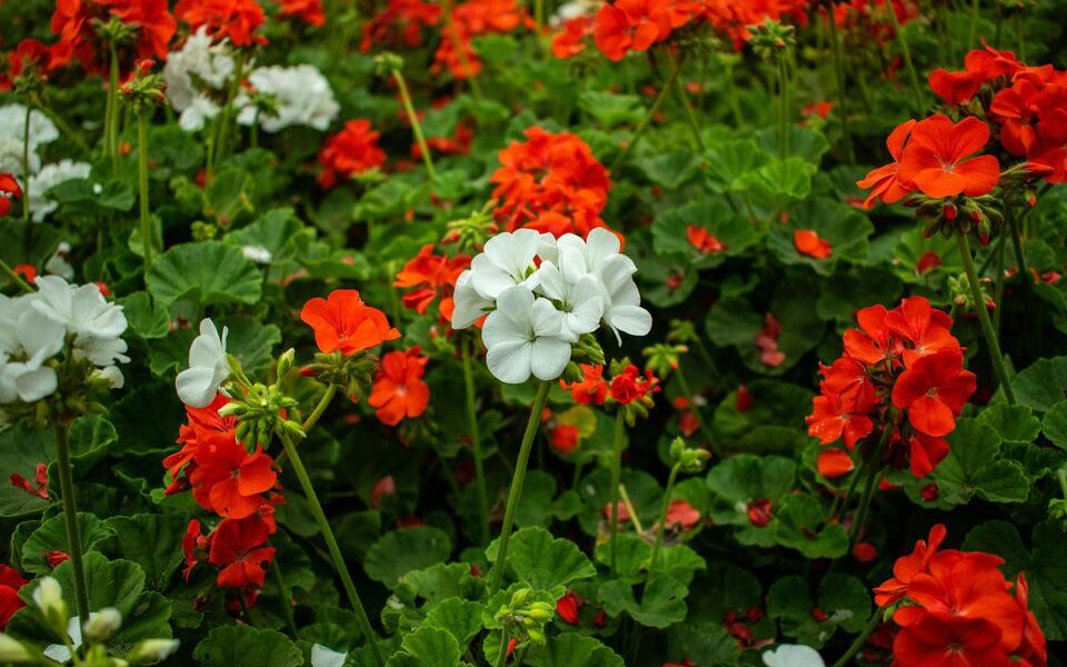 Натуральные средства от мух на даче: секреты опытных садоводов