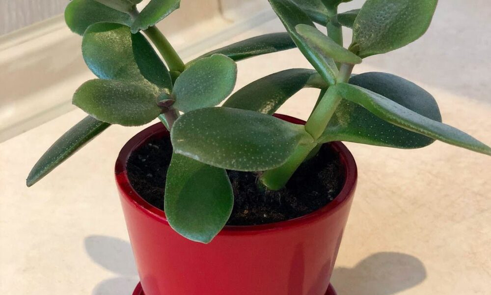 Как оживить толстянку: секреты домашнего ухода за денежным деревом