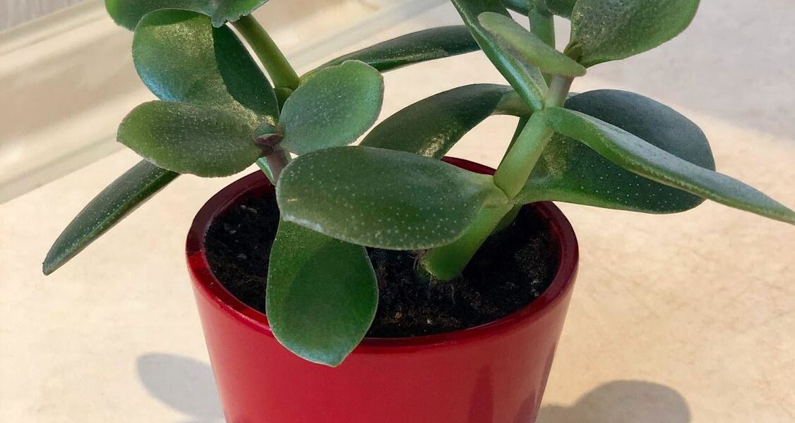 Как оживить толстянку: секреты домашнего ухода за денежным деревом