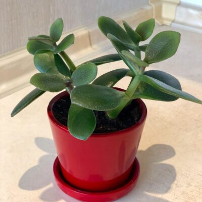 Как оживить толстянку: секреты домашнего ухода за денежным деревом